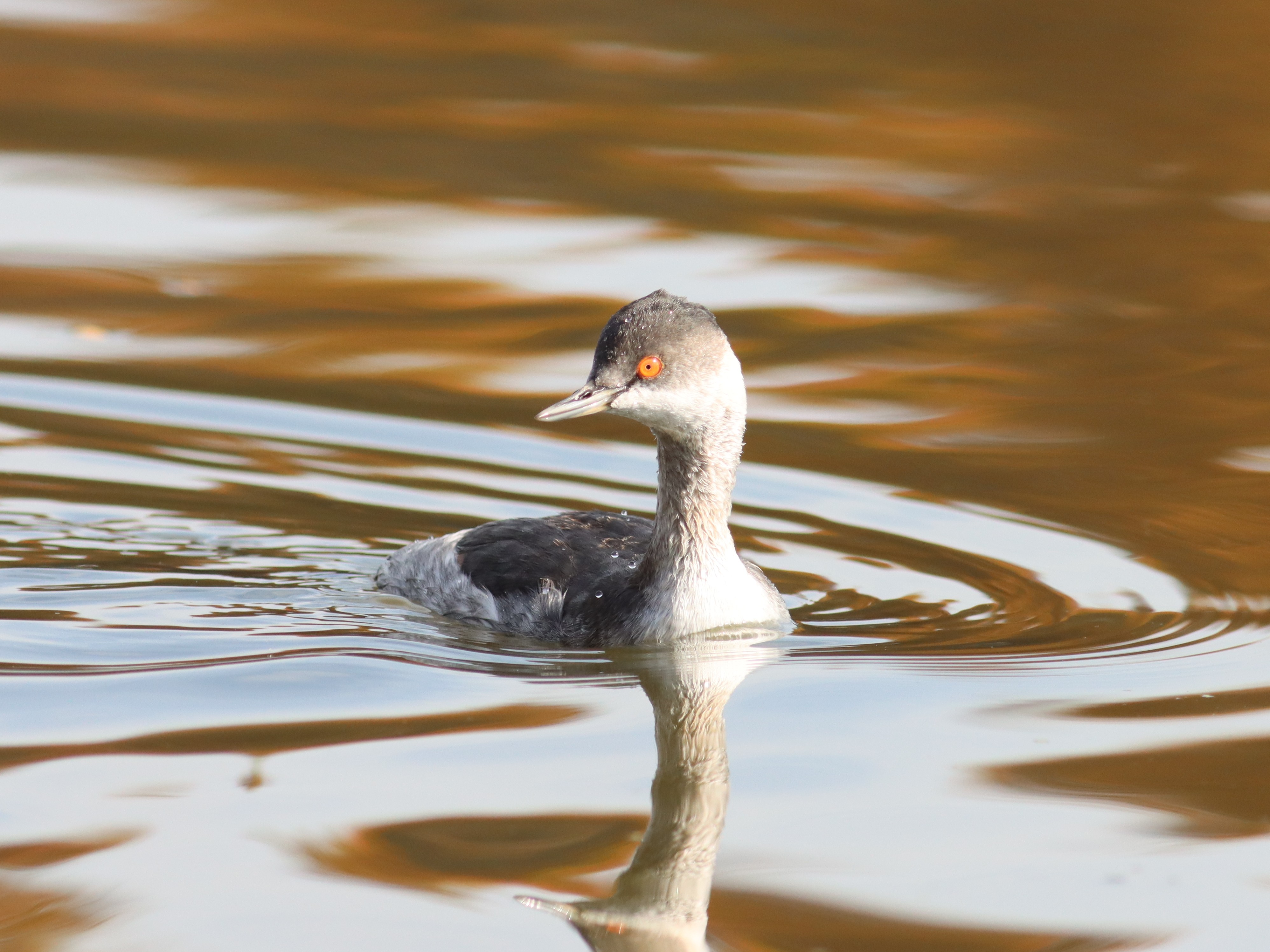 ハジロカイツブリの休息
